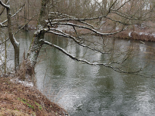 the beginning of spring. wild fast river among the thickets