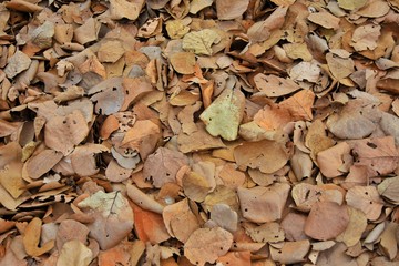 Autumn colours