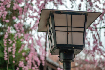 Beautiful spring view with a Japanese lantern and cherry trees in full bloom in the background, seen at Suika Tenmangu Shrine in Kyoto City, which is the first Tenmangu Shrine in Japan.