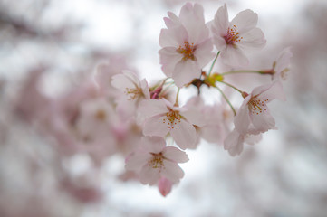 Beautiful pink cherry blossoms with soft bokeh background, seen at Suika Tenmangu Shrine in Kyoto City, which is the first Tenmangu Shrine in Japan.