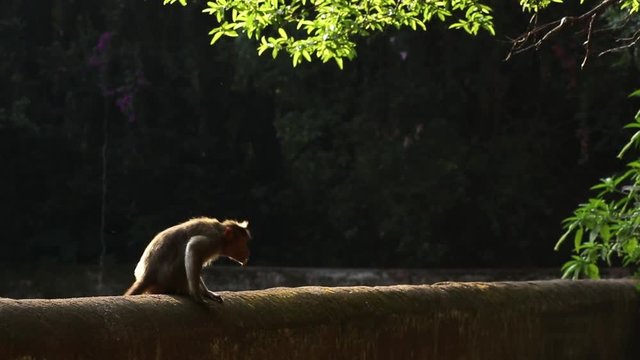 mokey sitting an a early sunny morning.