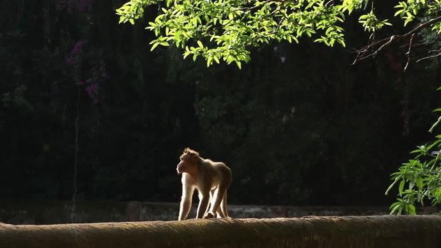 monkey walking on early sunny morning in a dense forest.