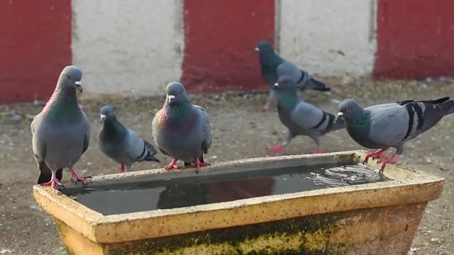 pigeons drinking water