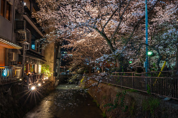 Cherry blossoms at Gion Shirakawa lit up in an illumination event during nighttime, famous for the scenery of a cobblestone path running along ancient town houses and the view of the Shirakawa River.