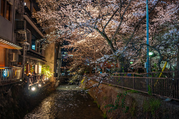 Cherry blossoms at Gion Shirakawa lit up in an illumination event during nighttime, famous for the scenery of a cobblestone path running along ancient town houses and the view of the Shirakawa River.