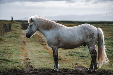 Naklejka na ściany i meble Icelandic horse in the field of scenic nature landscape of Iceland. The Icelandic horse is a breed of horse locally developed in Iceland as Icelandic law prevents horses from being imported.