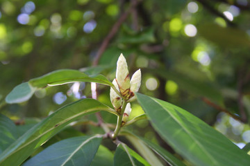 Obraz premium Cherry or English Laurel bush in bloom in springtime. Prunus laurocerasus with blossom