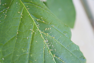 Green aphids infestation on a green leaf