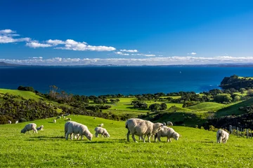 Türaufkleber Shakespeare Regional Park Neuseeland Schafe © Aurélien Baudoin