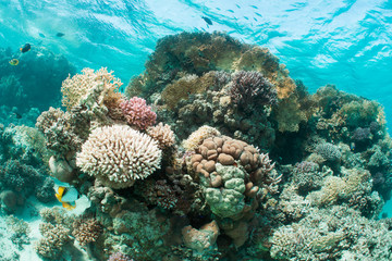 Plakat Coral reef in the Red Sea