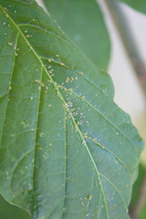 Green aphids infestation on a green leaf