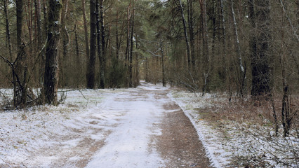 first snow on a path in the dark forest.