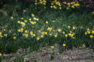 field of yellow flowers