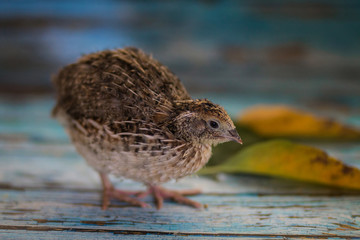 Fluffy baby bird of a quail of a natural color 