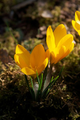 Yellow crocuses flower blooming in the garden in springtime