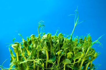 A green pea sprout isolated on a blue