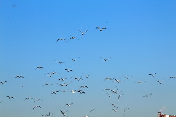 CIELO LLENO DE PÁJAROS, BANDADA DE PÁJAROS, AVES, CIELO AZUL, CONTRALUZ, MIGRACIONES, ALAS, VOLAR, ANIMAL