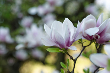Fototapeta na wymiar Blooming magnolia tree branch. Blurred background. Close up, selective focus.