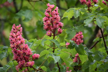 flowers in the garden on a rainy day