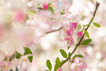 Pink blossom tree branch. Blurred background. Close up, selective focus.