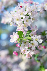 Blossom cherry tree branch. Blurred background. Close up, selective focus.