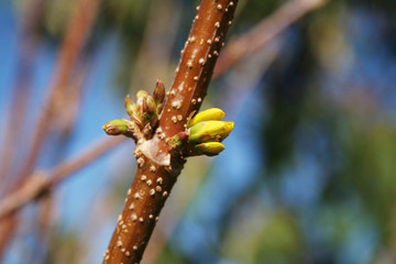 Young yellow Forsythia blossom growing on branch against blue sky in springtime