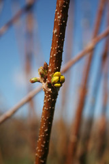 Young yellow Forsythia blossom growing on branch against blue sky in springtime