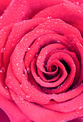red rose close up with dew drops