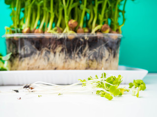 selective focus of pea micro sprouts and blurred background