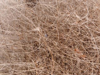 the incorruptible tangled plant of thin stranded.