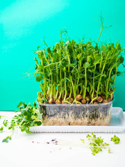 Organic pea micro sprouts growing in plastic box