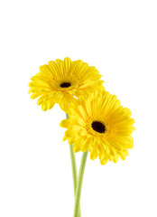 Beautiful flower on a white background. Yellow Gerber isolated on white background.