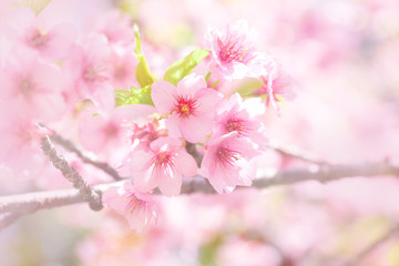 満開の河津桜