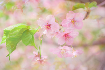 満開の河津桜