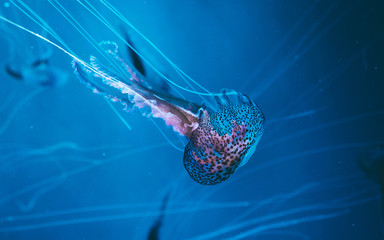 jellyfish in water