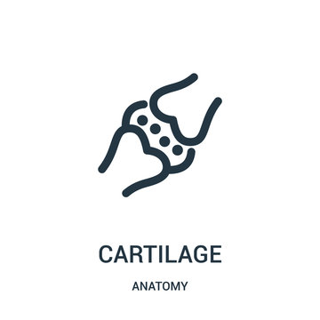 cartilage icon vector from anatomy collection. Thin line cartilage outline icon vector illustration. Linear symbol for use on web and mobile apps, logo, print media.