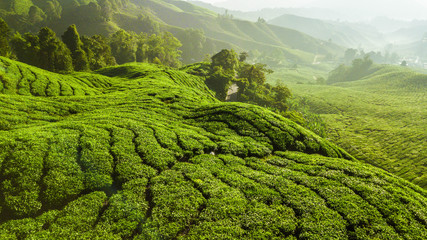 Beautiful green landscape of tea plantation in Cameron Highlands