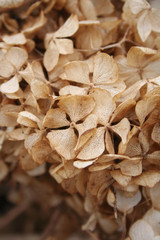 Brown dry Hydrangea flowers background in selective focus