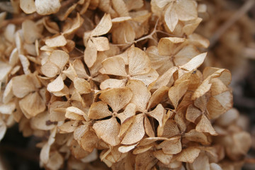 Brown dry Hydrangea flowers background in selective focus