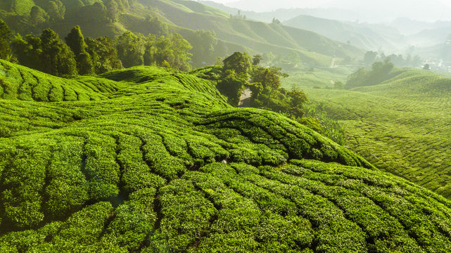Beautiful green landscape of tea plantation in Cameron Highlands