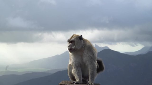 4K shot of wild mammal monkey scratching the body and looking  around.while dark clouds,typhoon,bad weather,tropical storm on the island of mauritius is coming in the background.filmed in 4K 25fps