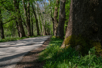 Obraz premium Bosnia and Herzegovina, public park Vrelo Bosne, near Sarajevo. 