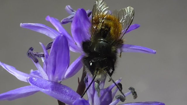 Geh&ouml;rnte Mauerbiene (Osmia cornuta)