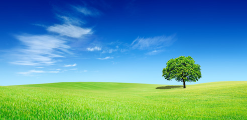 Panoramic idyllic view, lonely tree on green field