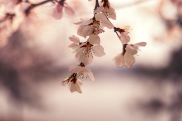 Spring blossom background