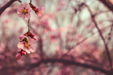 Spring blossom background