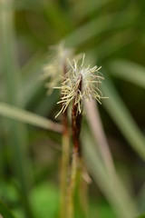 Japanese Sedge Variegata