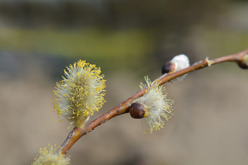 Weeping pussy willow