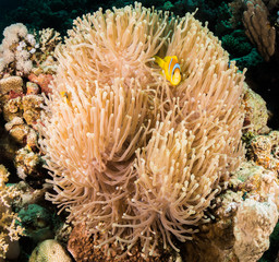 Naklejka na ściany i meble a red sea anemone fish in egypt
