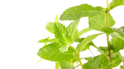 green mint leaf on white background